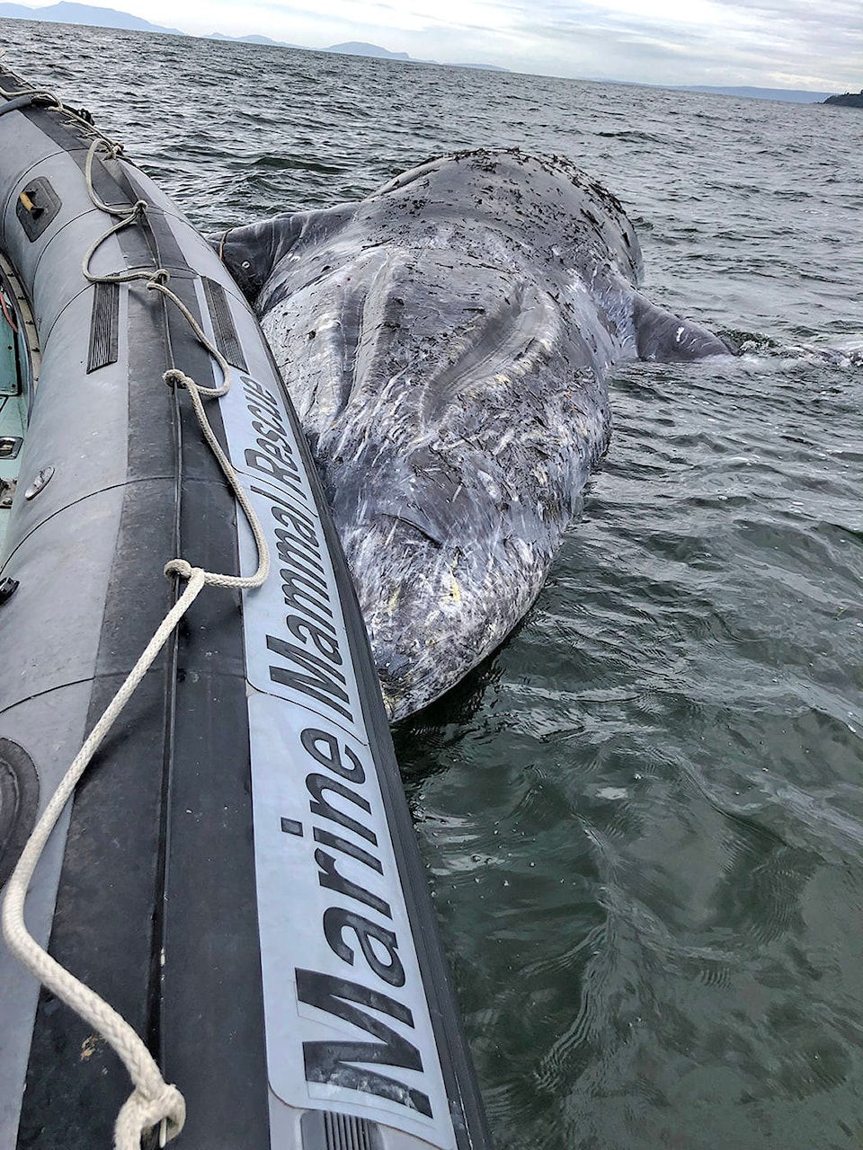 17161580_web1_dead-grey-whale