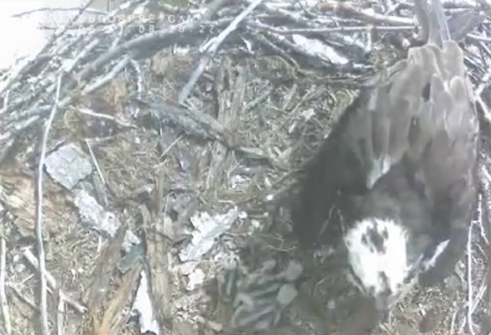 17295659_web1_osprey-cam-copy