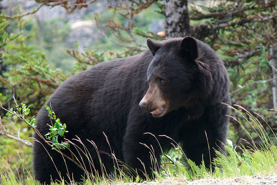 17571915_web1_Animal-Bear-Wild-Fur-Nature-Black-Bear-Wildlife-2324705
