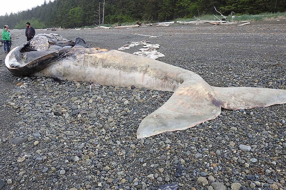 17619314_web1_Stranded---Gray-Whale-south-of-Jungle-Beach--10-