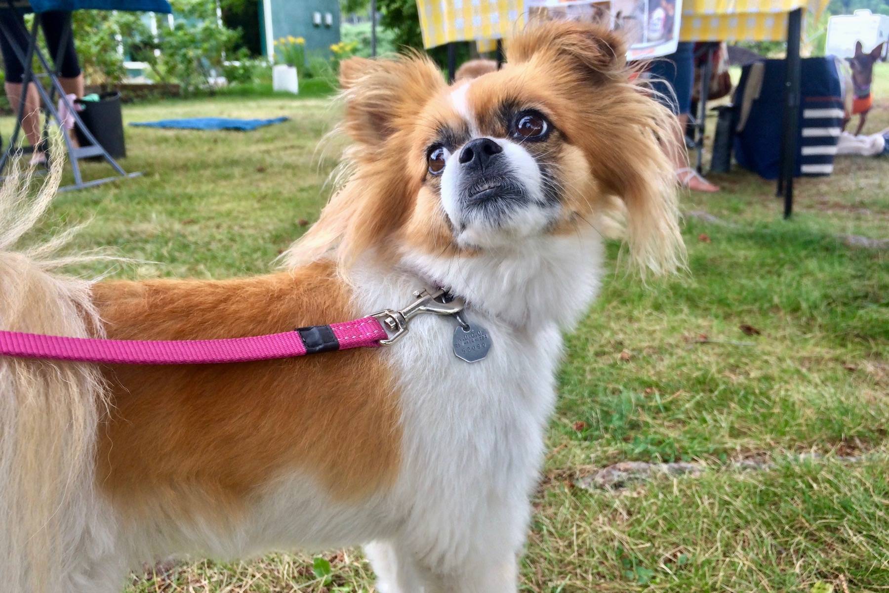Five-year-old Softie waits for a treat after running the “hot dog” race at House of Rose Winery (Brendan Shykora - 91Ѽ Capital News)