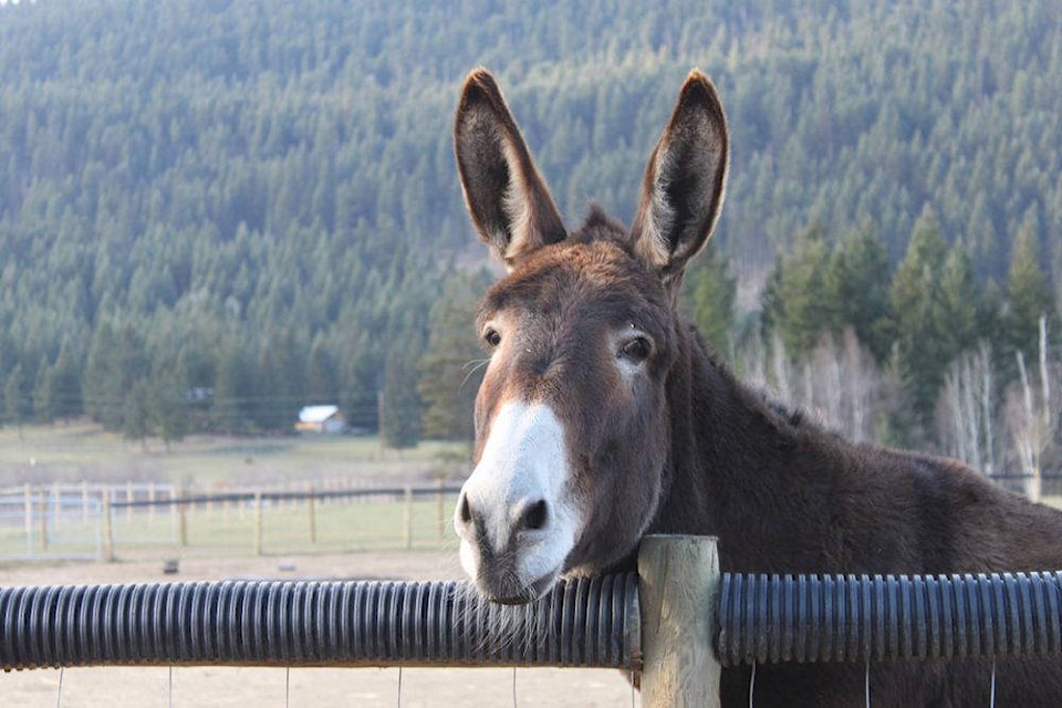 17781726_web1_copy_190410-SAA-Mammoth-Donkeys_2