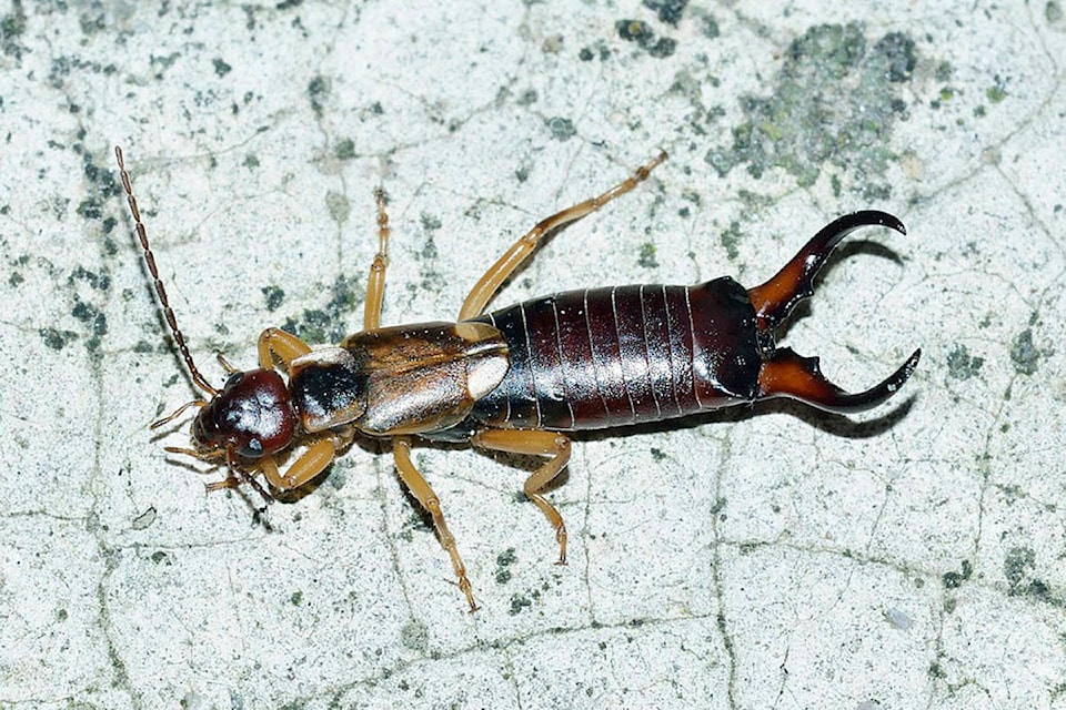 18034161_web1_190814-SAA-earwig-cutey