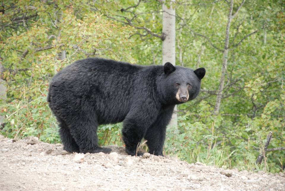 18184535_web1_RevelstokeBearAwareSociety-BlackBear