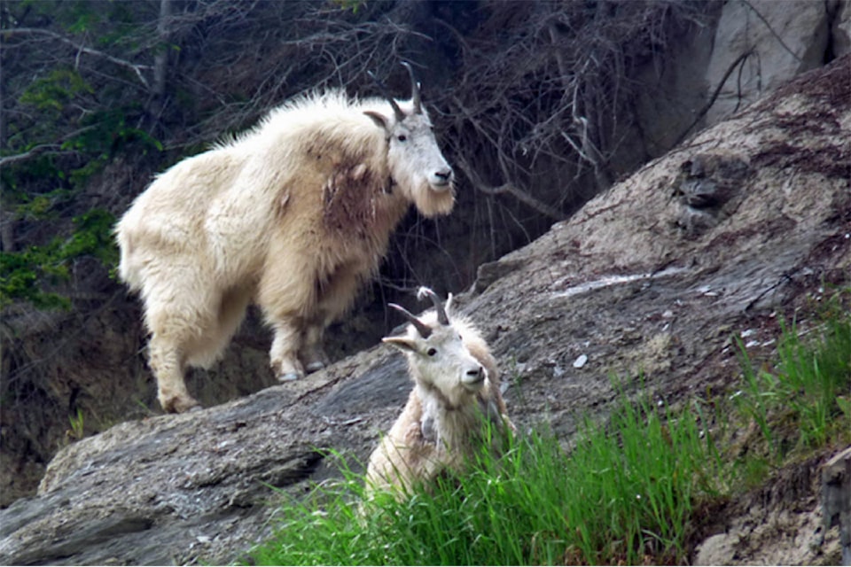 18348580_web1_190905-KER-Mountain-goat