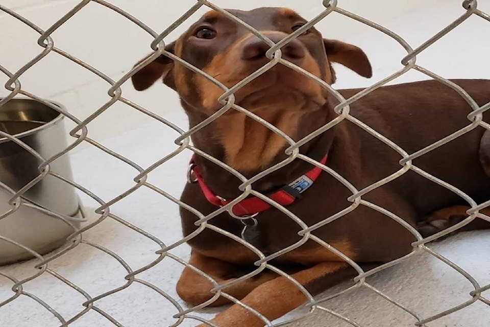 18564110_web1_190918-kcn-doberman-needs-home