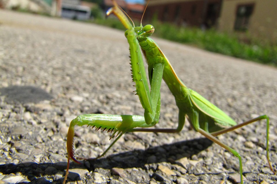 18612437_web1_copy_190925-SAA-Mantis