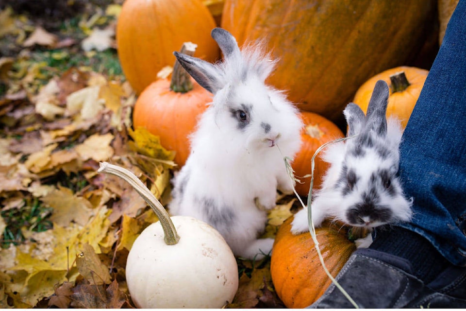 18667812_web1_190926-WIN-bunnysanc