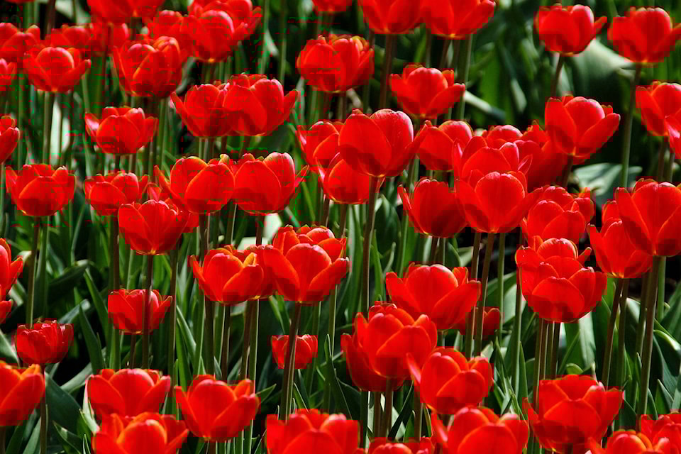 18788427_web1_191010-SUM-Netherlands-tulip-Legion_1