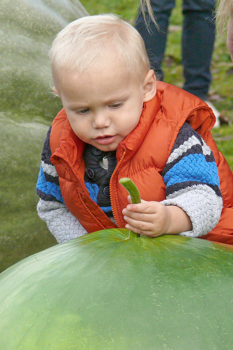 18868628_web1_191006-LAD-pumpkin-weigh-in-1