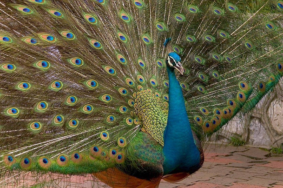 19286839_web1_36380272-peacock-wallpaper