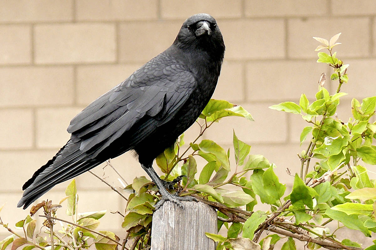 19320584_web1_Crow