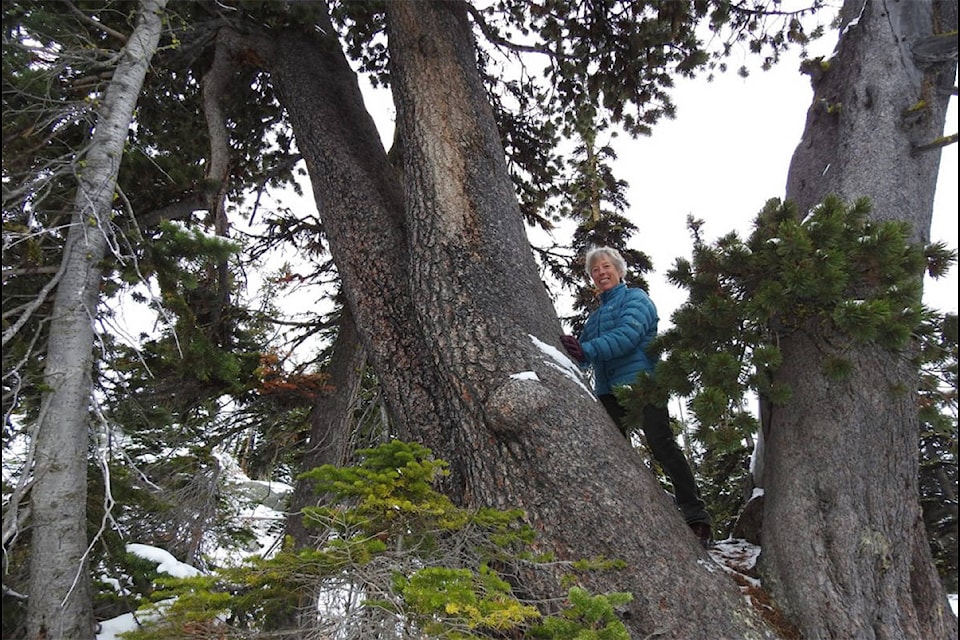 Ten years ago, Tannis Dakin noticed the trees surrounding her lodge were beginning to die. (Photo from Parks Canada)