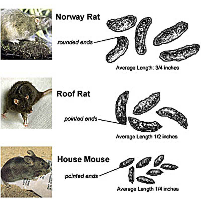 19577088_web1_191204-SAA-rodentdroppings2