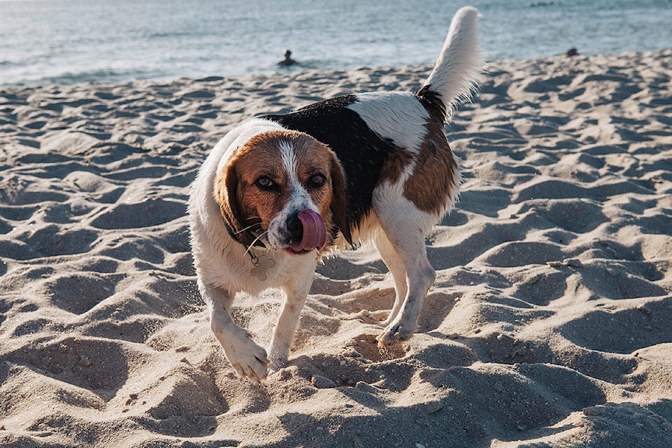 19713965_web1_190926-OBN-Dog-Beach