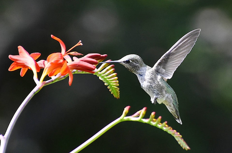 19958474_web1_Hummingbird1web---Terry-Erica-Farrell