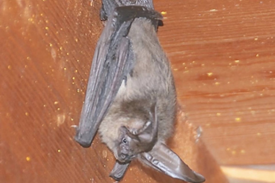 20454509_web1_200212-KCN-batpressure-bats_1