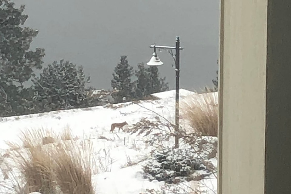 A Vernon resident spotted a wolf stalking deer at Adventure Bay on Tuesday, Feb. 4. (Ron Gray photo)