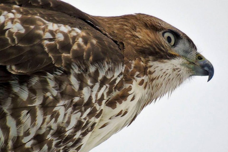 ‘Red’ the red-tailed hawk perches on a streetlamp near the Salmon Arm wharf. (Ron Banville)