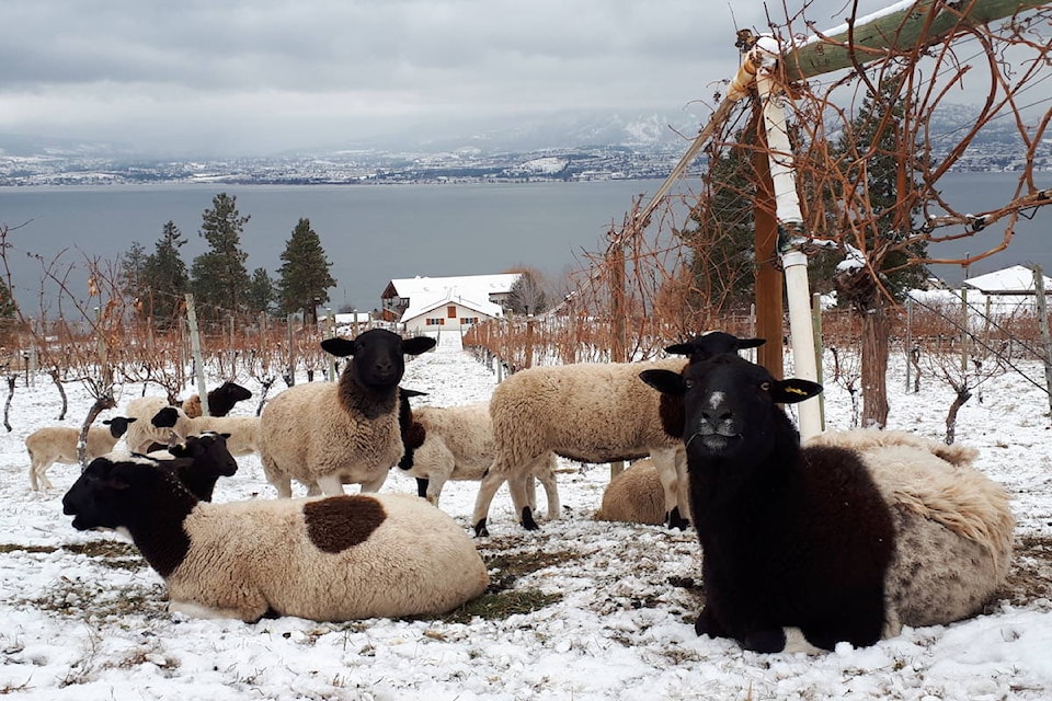 20669210_web1_200226_KCN_DeHart-column-sheep_1