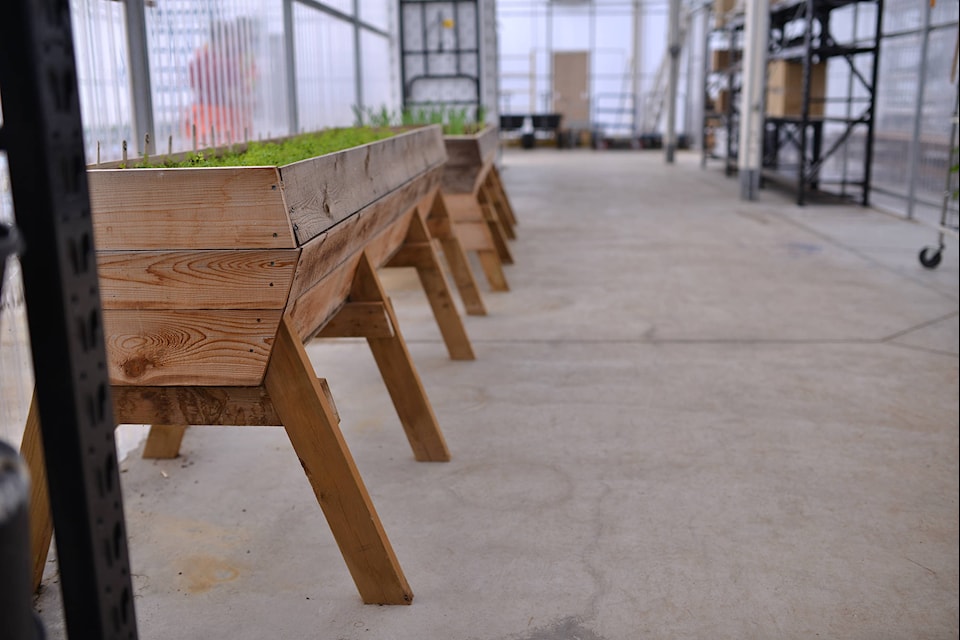 Planters made by inmates at the OCC house the many varieties of plants grown in the greenhouse. (Phil McLachlan - Western News)