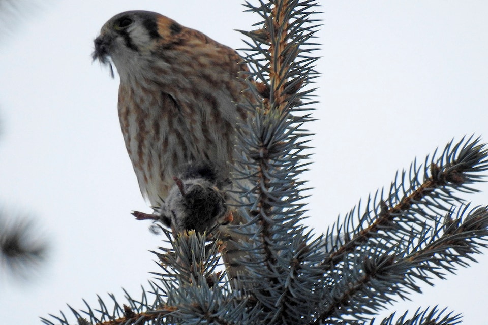 20923913_web1_200318-SAA-american-kestrel-eats-rats2