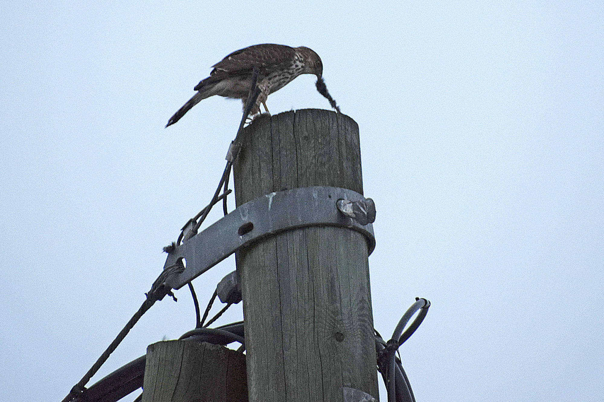 20923913_web1_200318-SAA-hawk-eats-rat