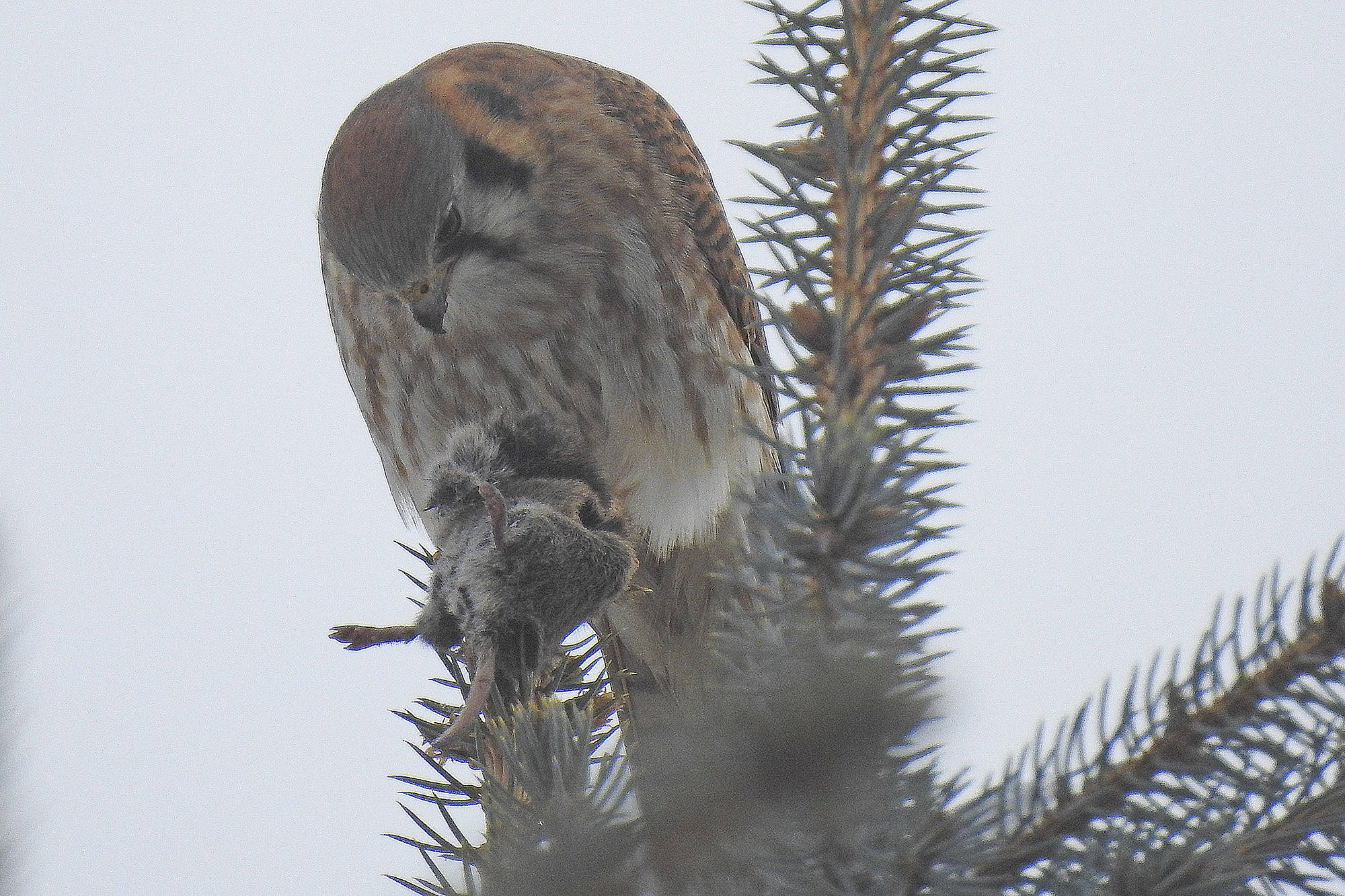 20923913_web1_copy_200318-SAA-American-kestrel-eats-rat