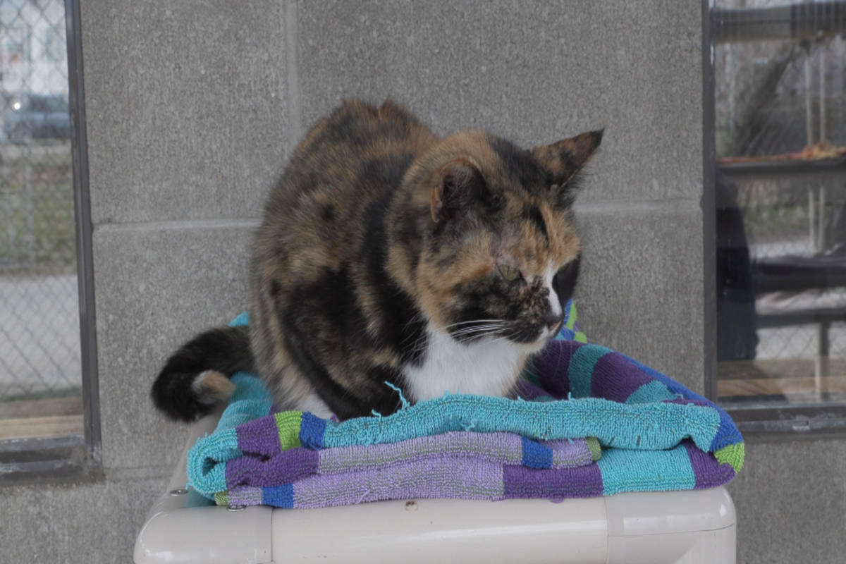 BC SPCA Kelowna asking for help through adoption, donation Kelowna