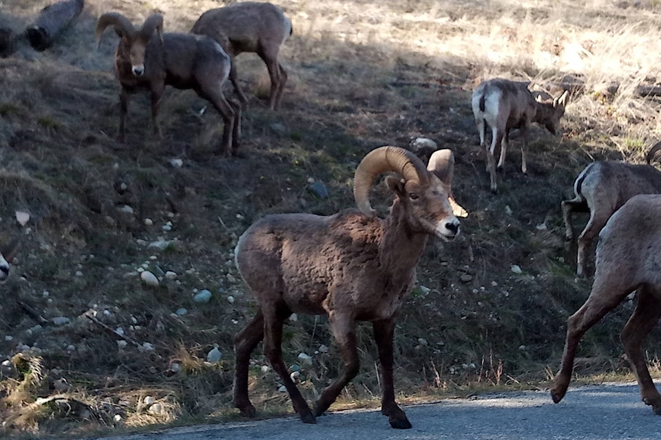 21174128_web1_200408-VMS-goats-westsiderd-mountaingoats_2