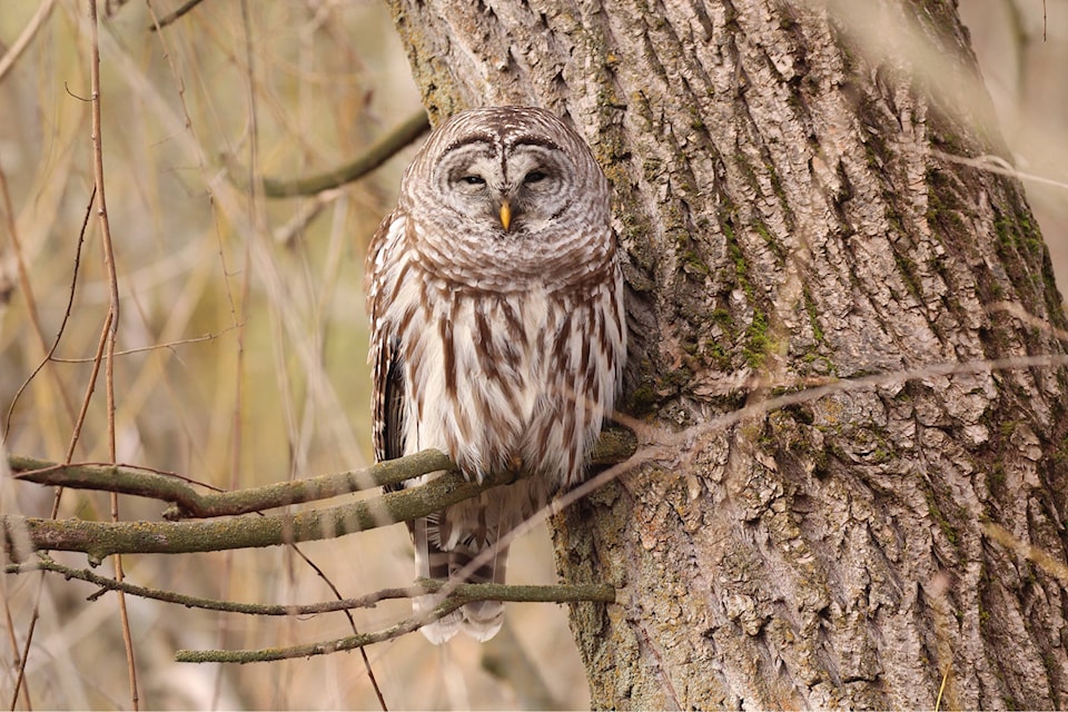 21262018_web1_200415-VMS-Get-Outdoors-owls2-owl_1