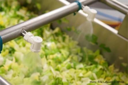 21358776_web1_200429-VMS-salad-labourboard-salad_1