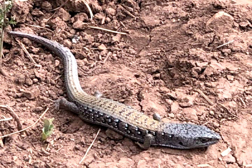 21516893_web1_copy_200514-VMS-alligator-lizard_1