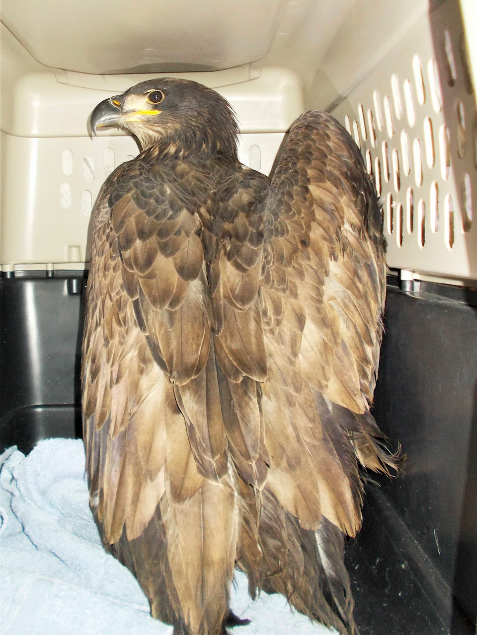 22077566_web1_200708-SAA-Juvenile-eagle-