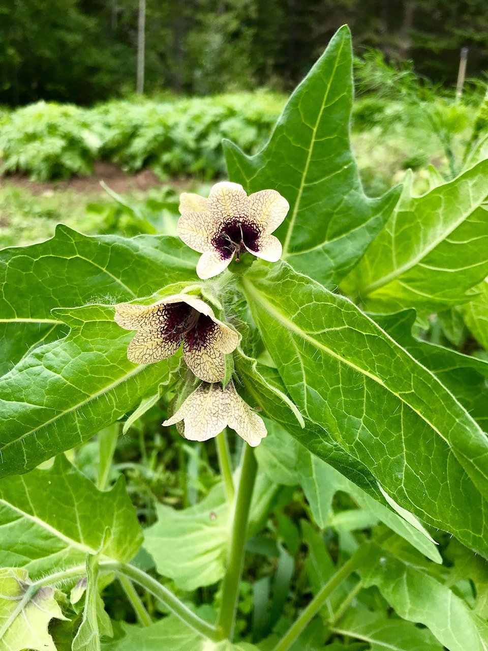 22549229_web1_200828-SAA-black-henbane_1