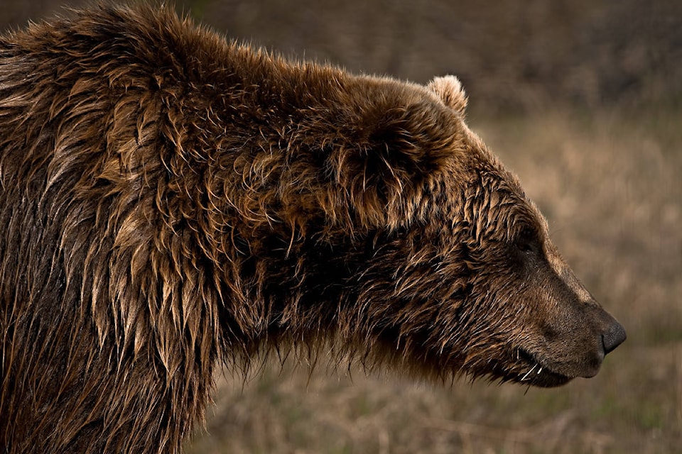 22604808_web1_200910-KCN-bear-watch-release-KEYdWORD_1
