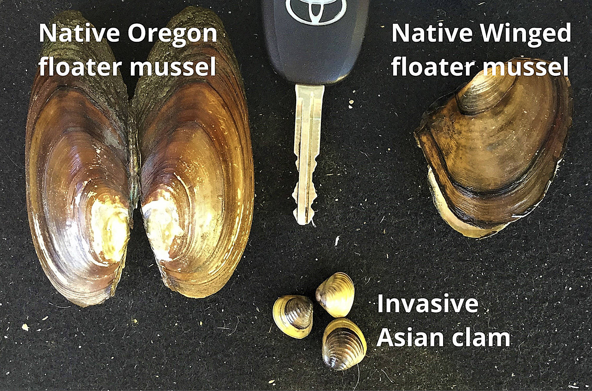 22730440_web1_200923-SAA-clam-comparison