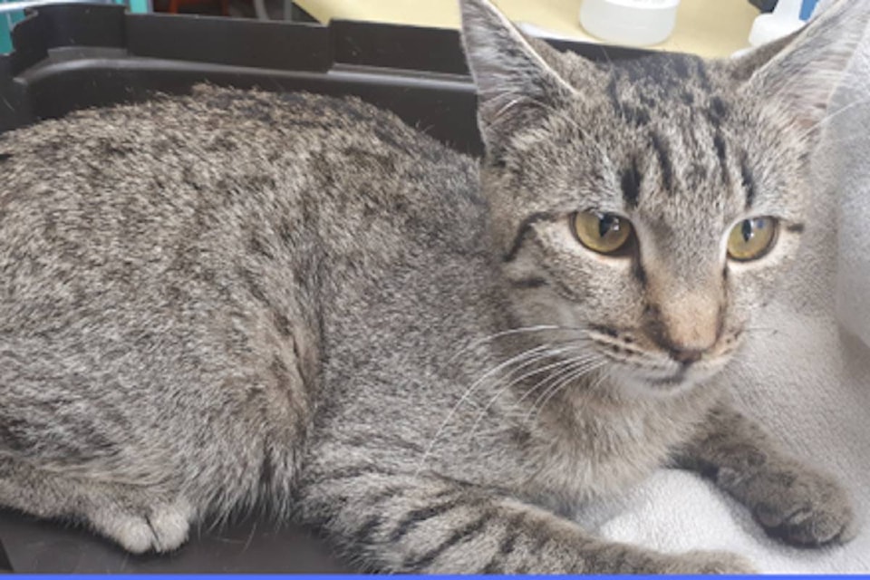 22782571_web1_200924-KCN-Alleycats-Mort_1
