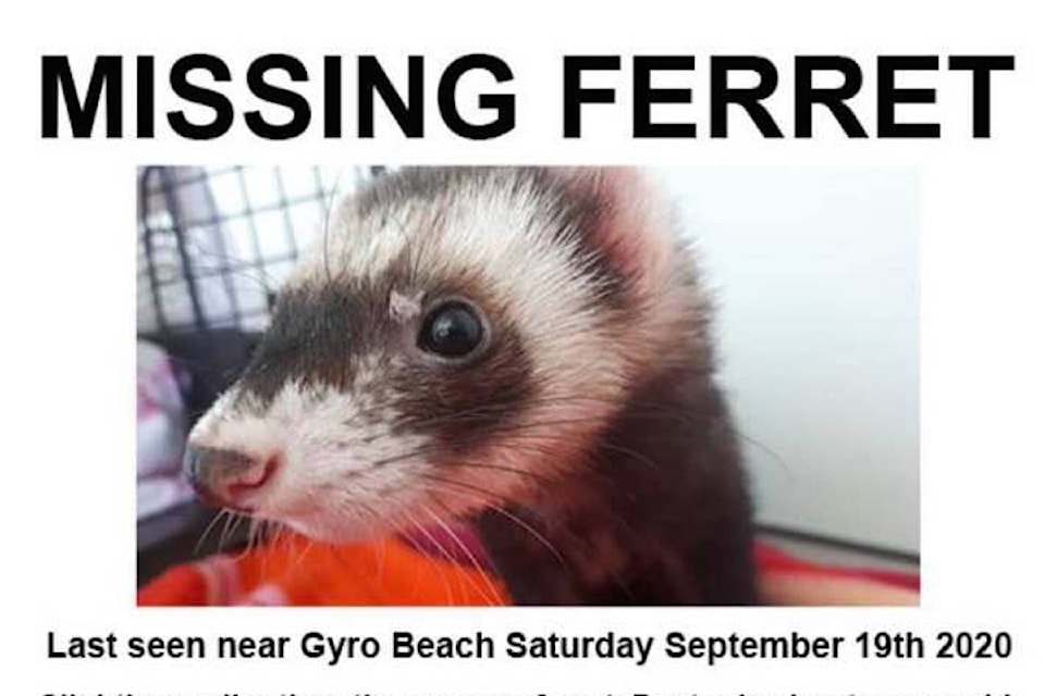 22788641_web1_201001-KCN-Missing-Ferret-KEYWdORD_1