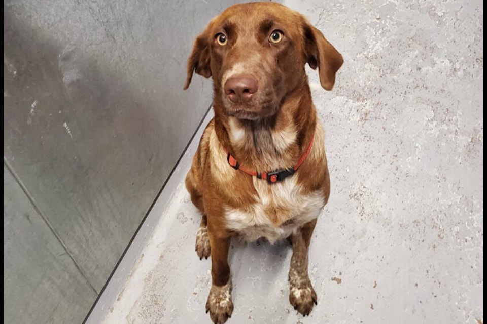 A mother dog who was beaten and force-fed drugs and alcohol is now safely in the care of a foster home alongside her 10 puppies after being rescued by the BC SPCA in northern B.C., the animal welfare organization announced on Oct. 7, 2020. (BC SPCA handout)