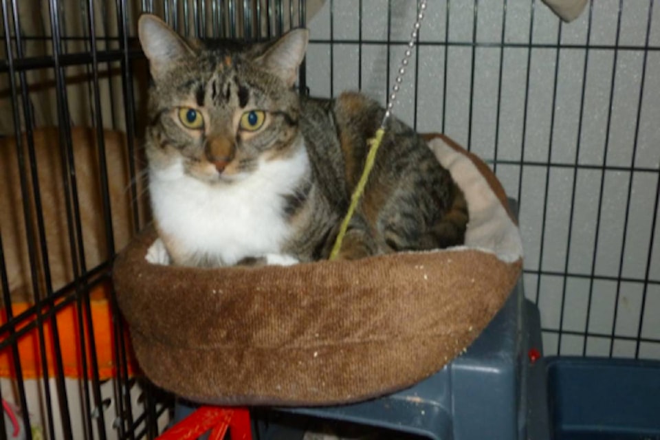 23170098_web1_201129-KCN-alleycats-cats_2