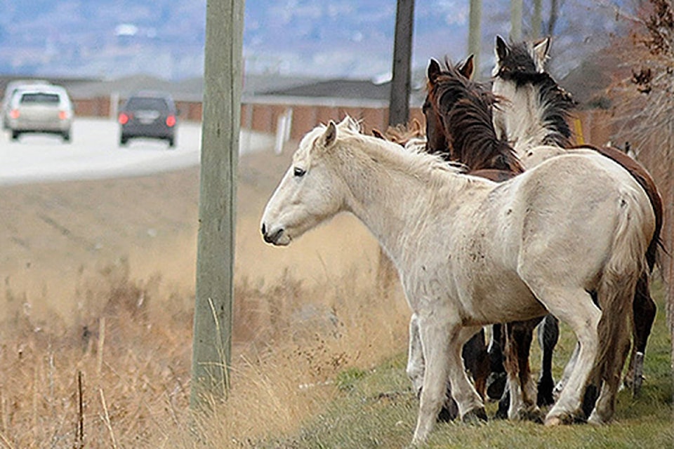 23269970_web1_201111-PWN-WildHorses-horses_1