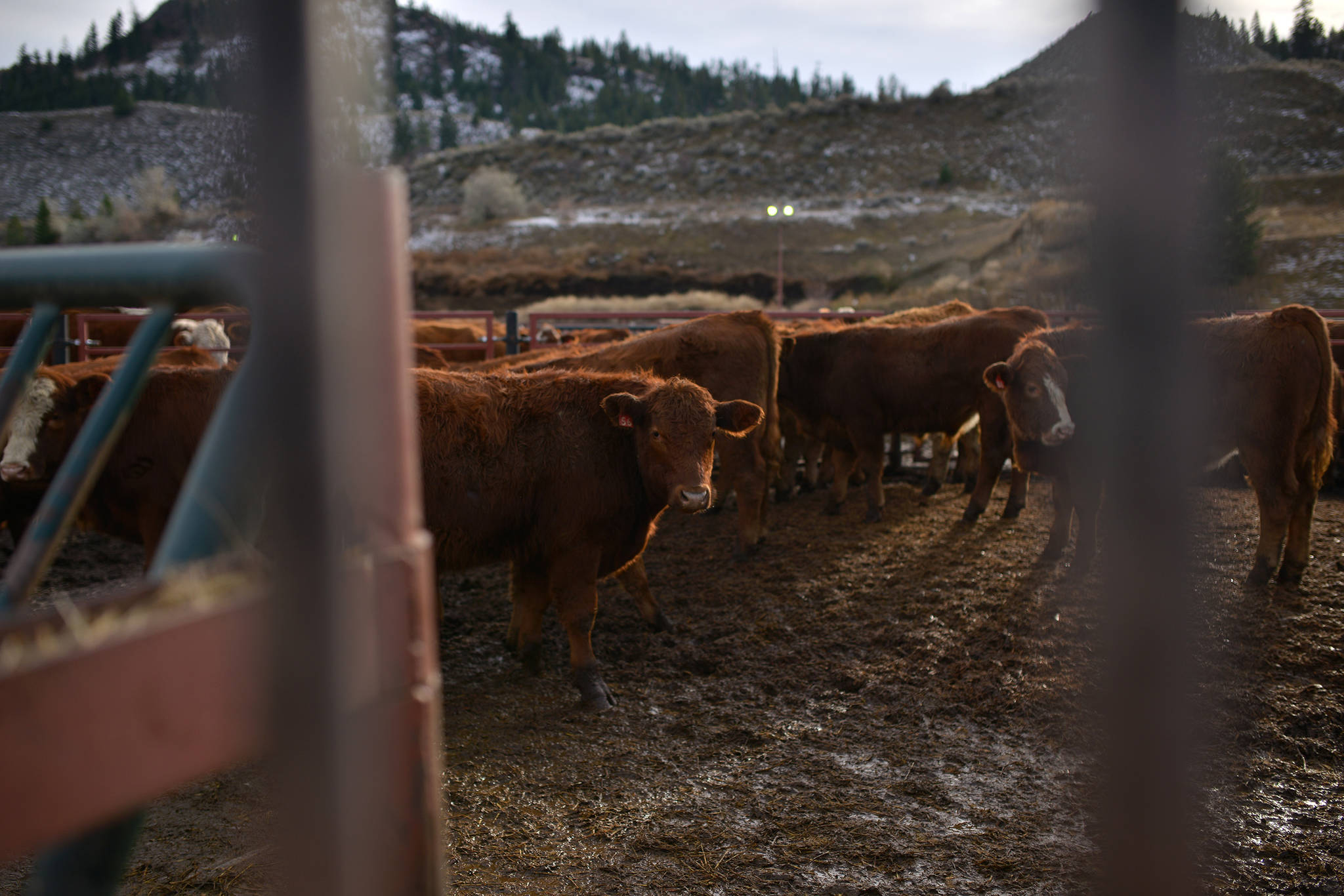 Cattle ready to be auctioned wait to be ushered in, at the BC Livestock Producers Co. in Kamloops, Nov. 16. (Phil McLachlan - Black Press Media)