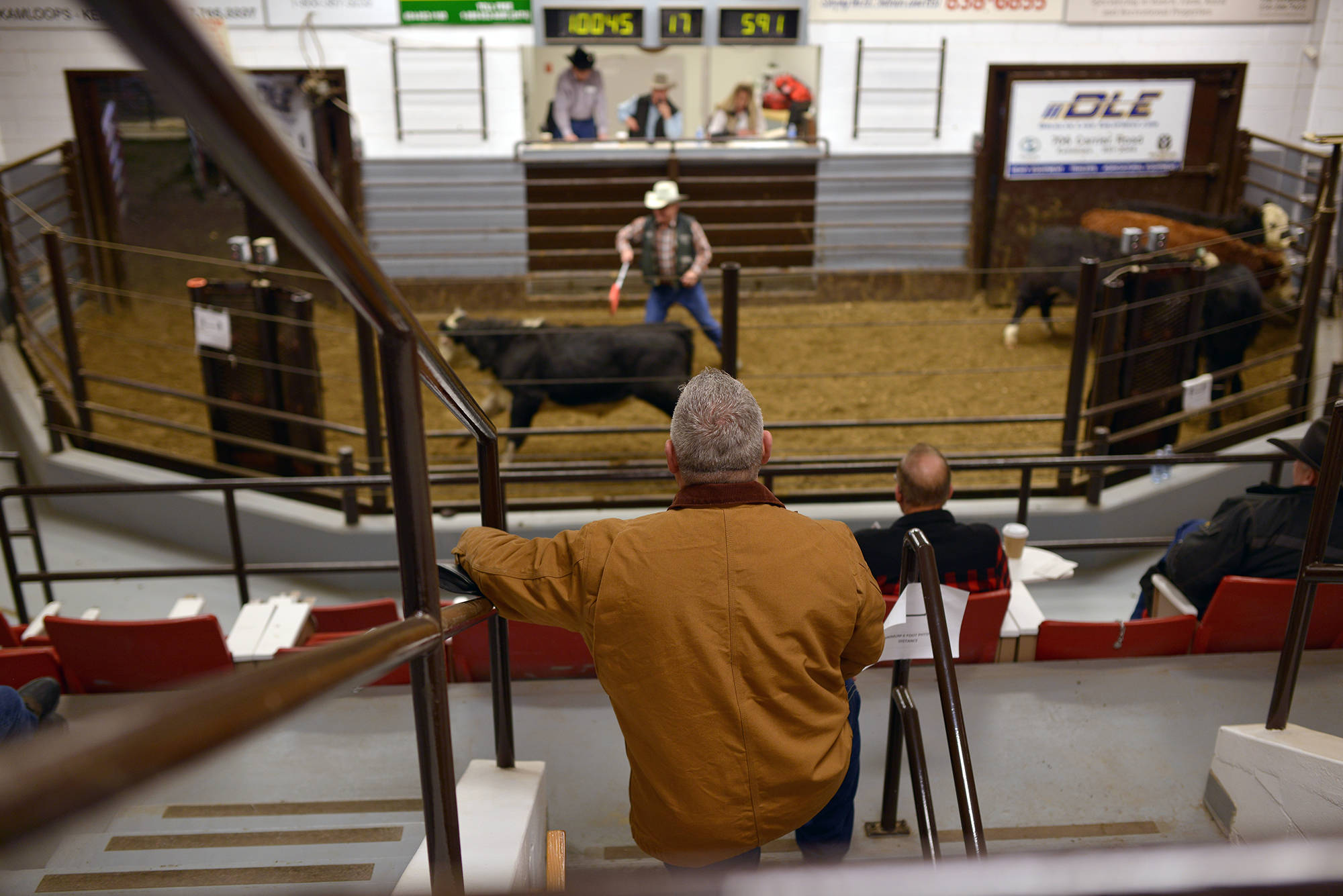 Every Tuesday, Cory Lepine is found at BC Livestock Producers Co. in Kamloops, where cattle are being auctioned. There, he meets with farmers, industry leaders and brand inspectors, and oversees auctions. (Phil McLachlan - Black Press Media)