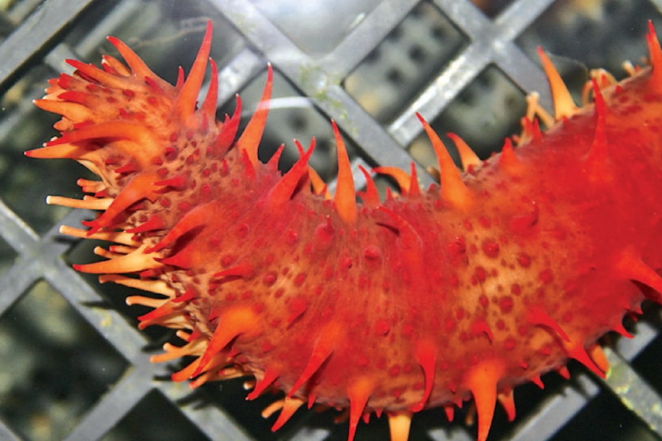 23539538_web1_copy_201126-PRU-Exotic-BC-Seafood-Part2-sea-cucumber_1