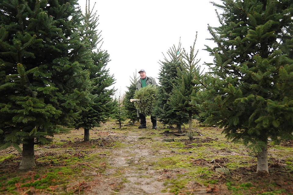 23594950_web1_ChristmasTreeHunt1.1216