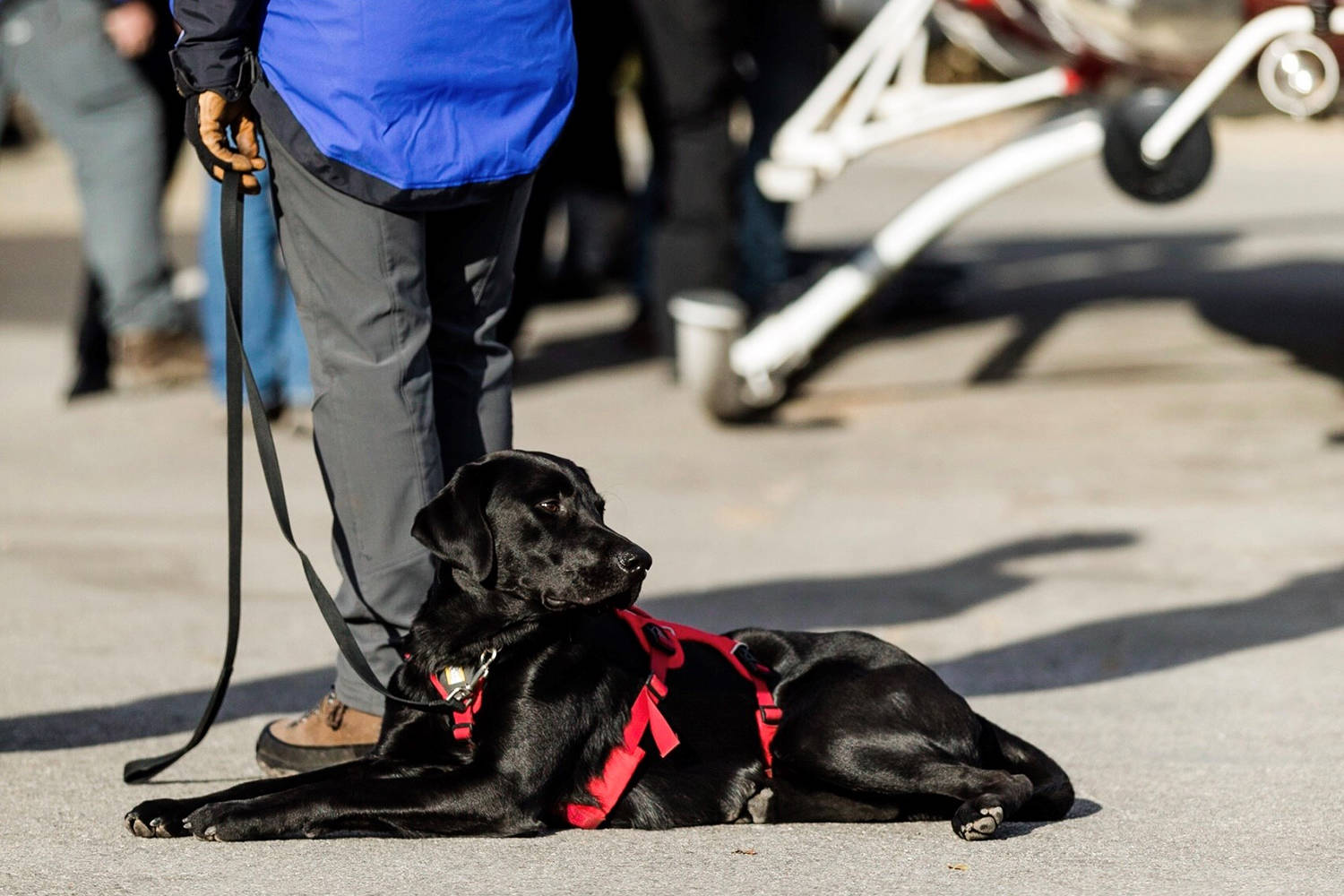 Two-year-old Labrador retriever Chase joined COSAR in 2020. (Contributed)