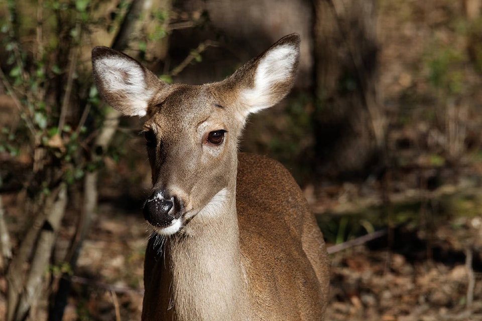 24565355_web1_210325-KCN-wildlife-centre_1