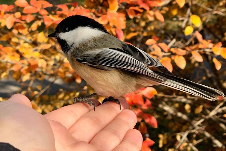 24620283_web1_210325-KCN-birdwatching-chickadee_1