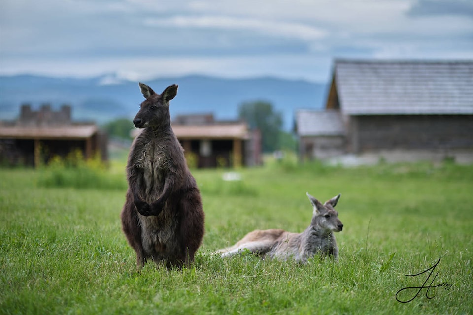 24751680_web1_Kangaroo-Creek-Farm_1